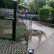 บรรยากาศ Husky Café  Khon Kaen