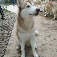 Husky Café  Khon Kaen