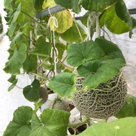A Melon Factory