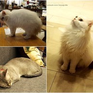 Cat Up Cafe The UP Rama 3