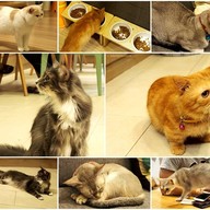 Cat Up Cafe The UP Rama 3
