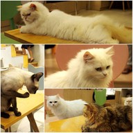 Cat Up Cafe The UP Rama 3