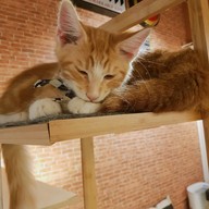 Silly cat cafe