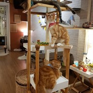 Silly cat cafe
