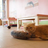 บรรยากาศ Cat Cafe By Lila