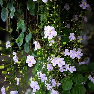 หน้าร้าน มนต์รักคลอง 15