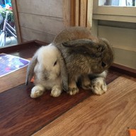 Rabbit Cafe Pai