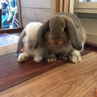 Rabbit Cafe Pai