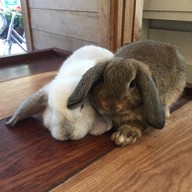 Rabbit Cafe Pai