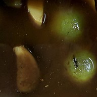 ข้าวแกงปักษ์ใต้