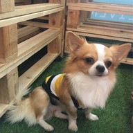 Pet pals & cafe