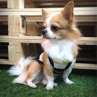 Pet pals & cafe