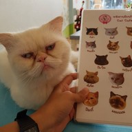 บรรยากาศ Cat Cafe By Lila