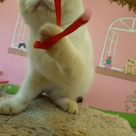 บรรยากาศ Cat Cafe By Lila