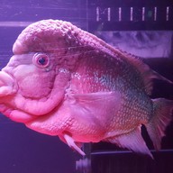 ก๋วยเตี๋ยวบ้านสวน