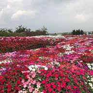 Seven Ozone @ Flora Park