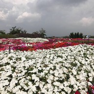 Seven Ozone @ Flora Park