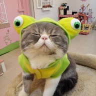 บรรยากาศ Cat Cafe By Lila