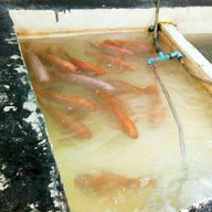 Galasea Seafood Buffet