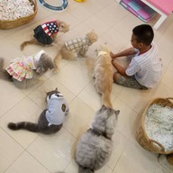 บรรยากาศ Cat Cafe By Lila