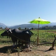 บรรยากาศ ริมนากาแฟ