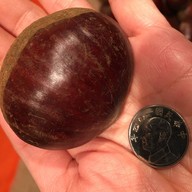 เกาลัค Kaohsiuang