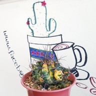 บรรยากาศ ครัวแคคตัส Cactus