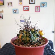 บรรยากาศ ครัวแคคตัส Cactus