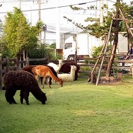 Alpaca Restaurant Cha-Am