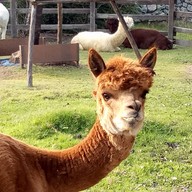 Alpaca Restaurant Cha-Am