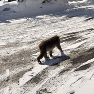 Takimoto Hotel Restaurant, Shiga Kogen, Nagano