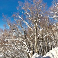 Takimoto Hotel Restaurant, Shiga Kogen, Nagano