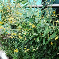 Pikuserucafe ตาคลี