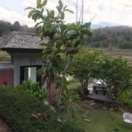 Anna Farm & Eatery