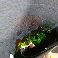 เครป Black Charcoal บางแสน บางแสน