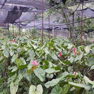 ภูพฤกษา