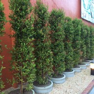 โรงแรมเดอะเซ็นทริส