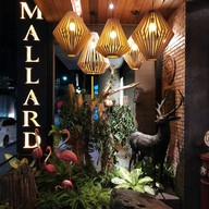 Mallard