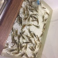 Ocean Grill Seafood Buffet ,Ladkrabang