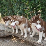 Husky Café  Khon Kaen