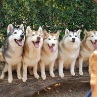 Husky Café  Khon Kaen