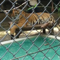 คุ้มเสือ แม่ริม เชียงใหม่