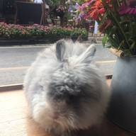 Rabbit Cafe Pai