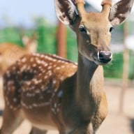 บรรยากาศ The field animals dream