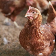 บรรยากาศ สุขใจออร์แกนิกฟาร์ม