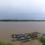 ปลาจุ่มชมโขง