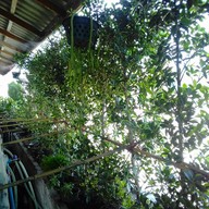 เกาเหลาเนื้อบ้านคลองสวน2(วัดใหญ่) วัดใหญ่