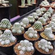 บรรยากาศ ตลาดธนบุรี (สนามหลวง 2)