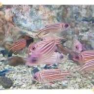 บรรยากาศ สถานแสดงพันธุ์สัตว์น้ำ จันทบุรี