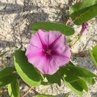 บรรยากาศ หาดแหลมศาลา
